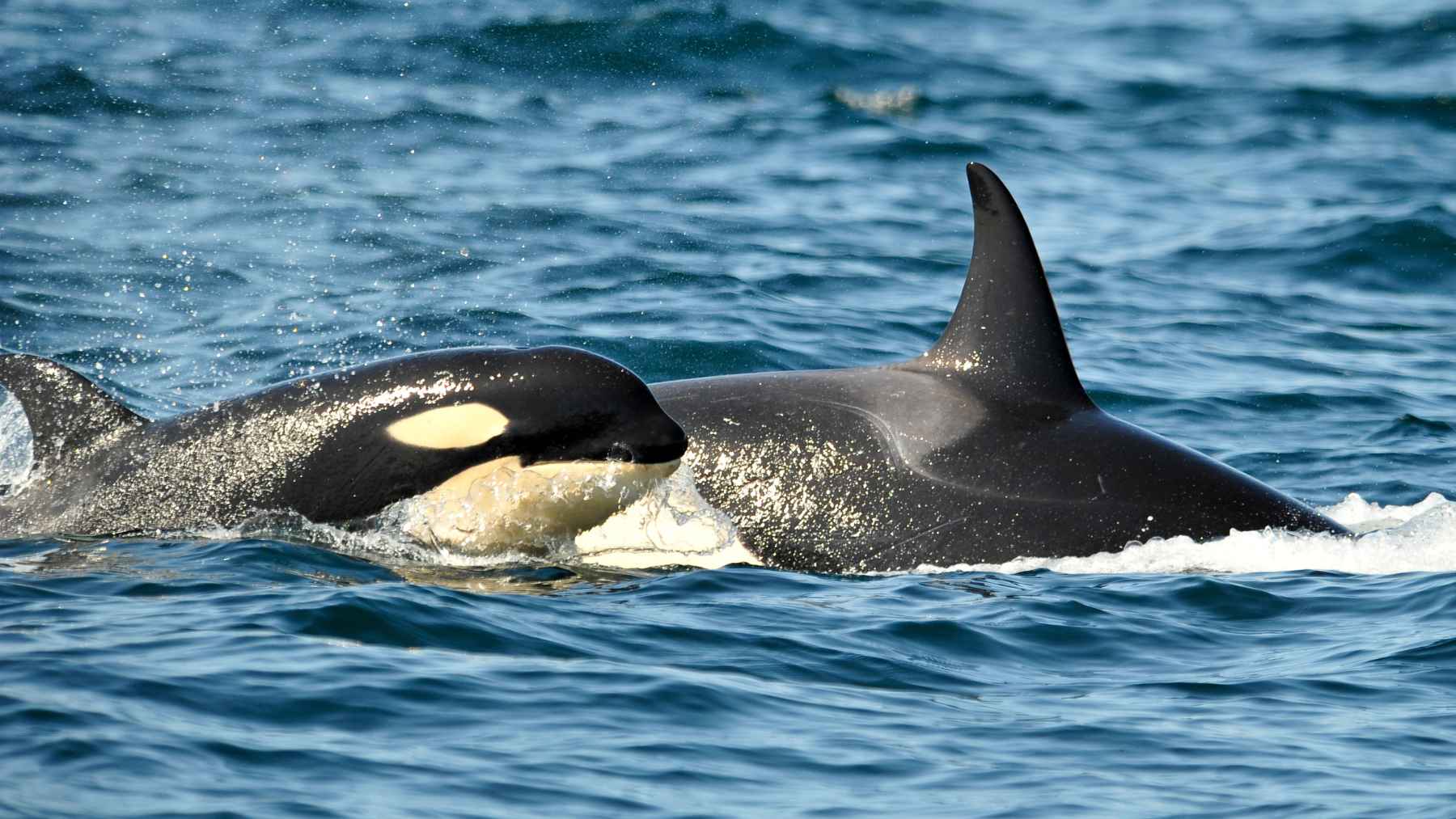 Two killer whales swim side by side at the ocean surface in a photo used to illustrate research on possible orca-on-orca predation