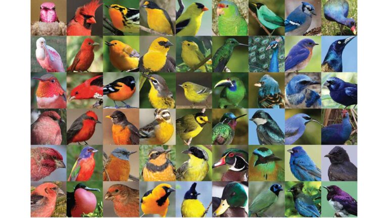 Mutation Examples Bird Brazil is in shock after detecting an extremely rare mutation in a wild ...