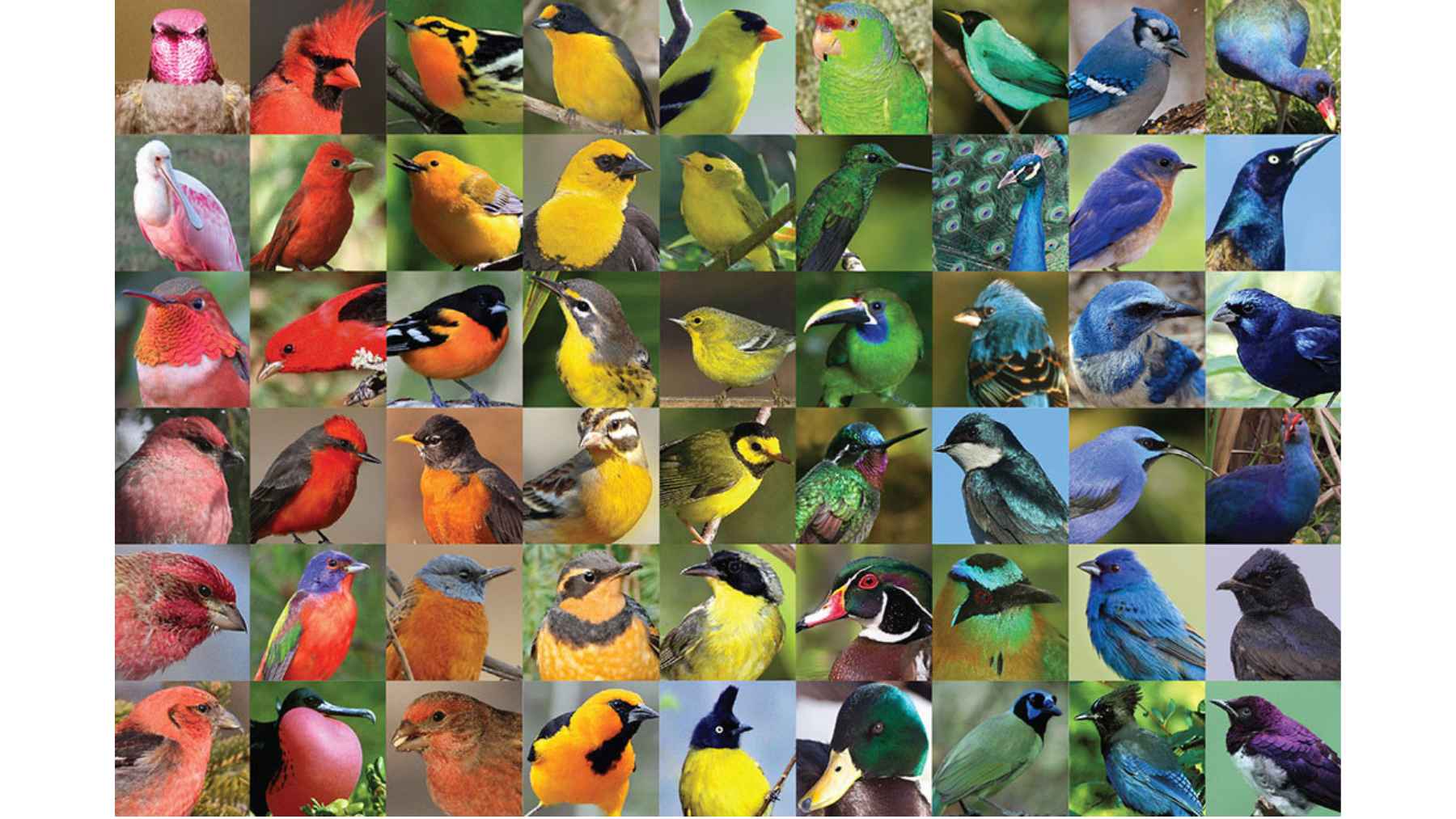 Collage of multiple bird species displaying a wide range of feather colors including red, blue, green, and yellow