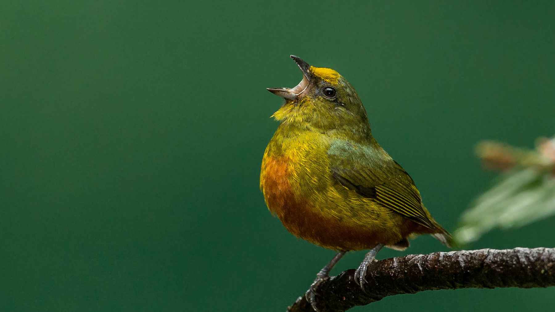 Bird singing on a tree near a home during daytime linked to environmental health and mental well-being