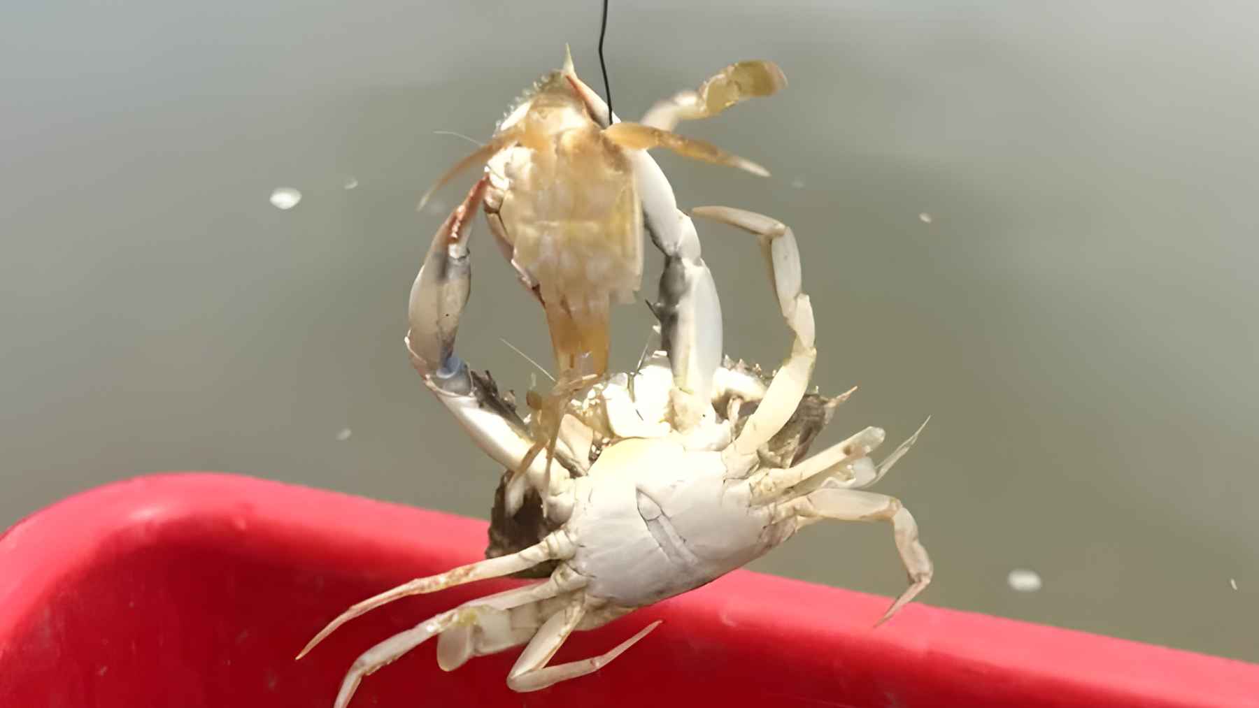 Juvenile blue crabs in shallow coastal water where they find refuge from predators and cannibalism