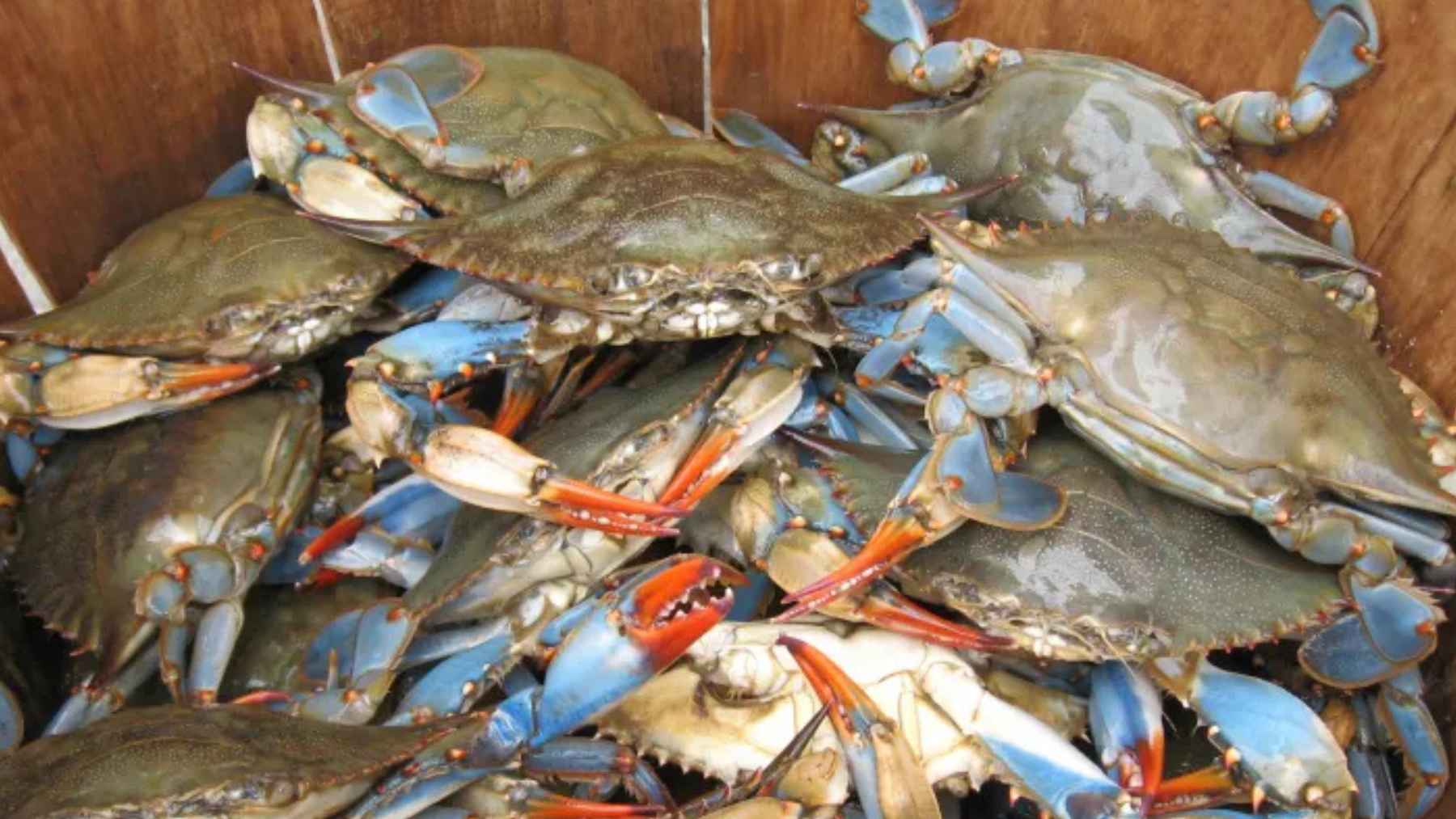 Basket filled with freshly caught blue crabs showing their blue claws and shells
