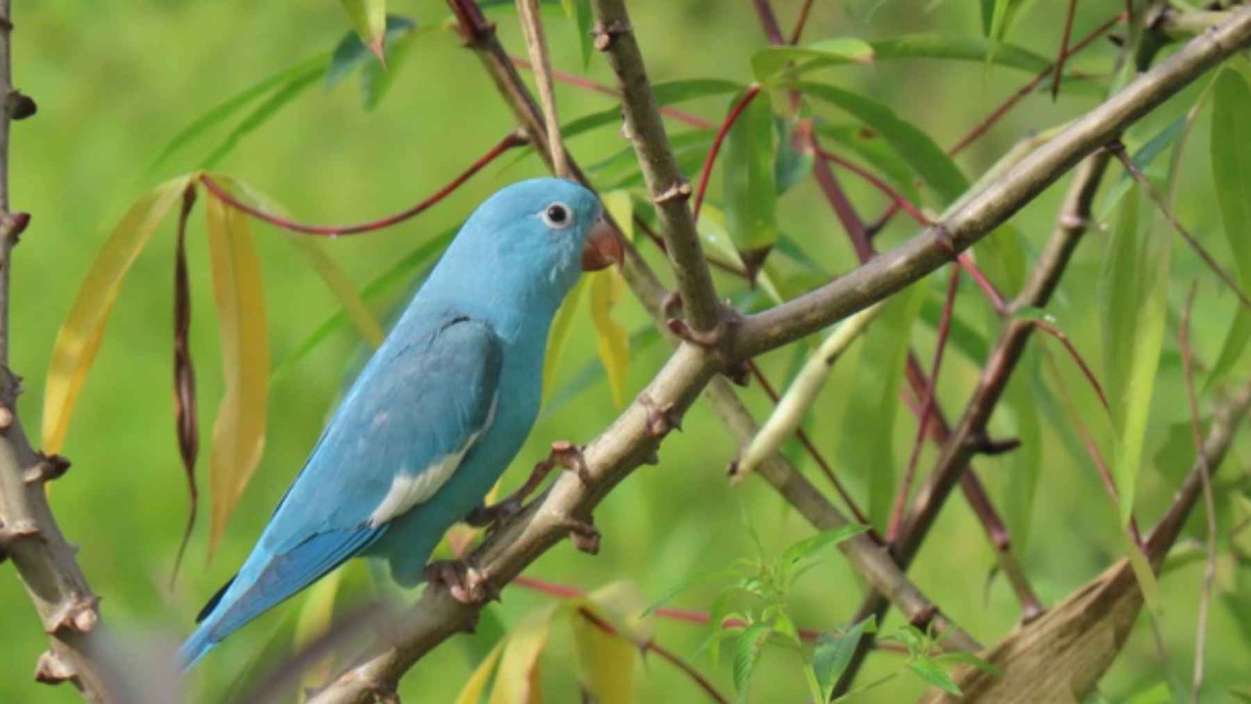 A yellow-chevroned parakeet with unusual blue plumage caused by a rare genetic mutation known as cyanism