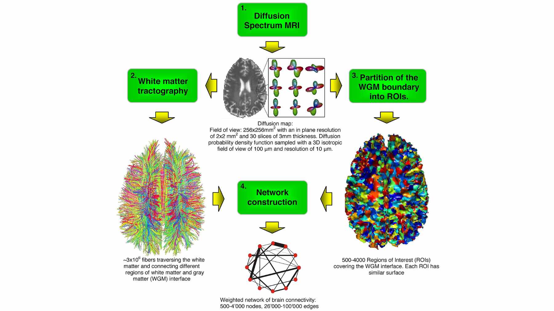 A colorful diffusion MRI scan of a human brain showing the complex network of white matter fibers and neural pathways.