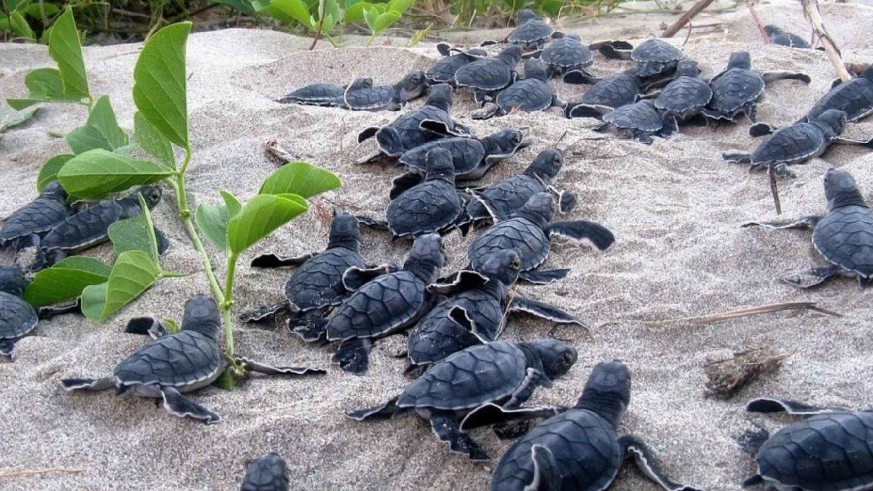 Baby loggerhead sea turtles cross a sandy nesting beach in Cabo Verde during hatching season
