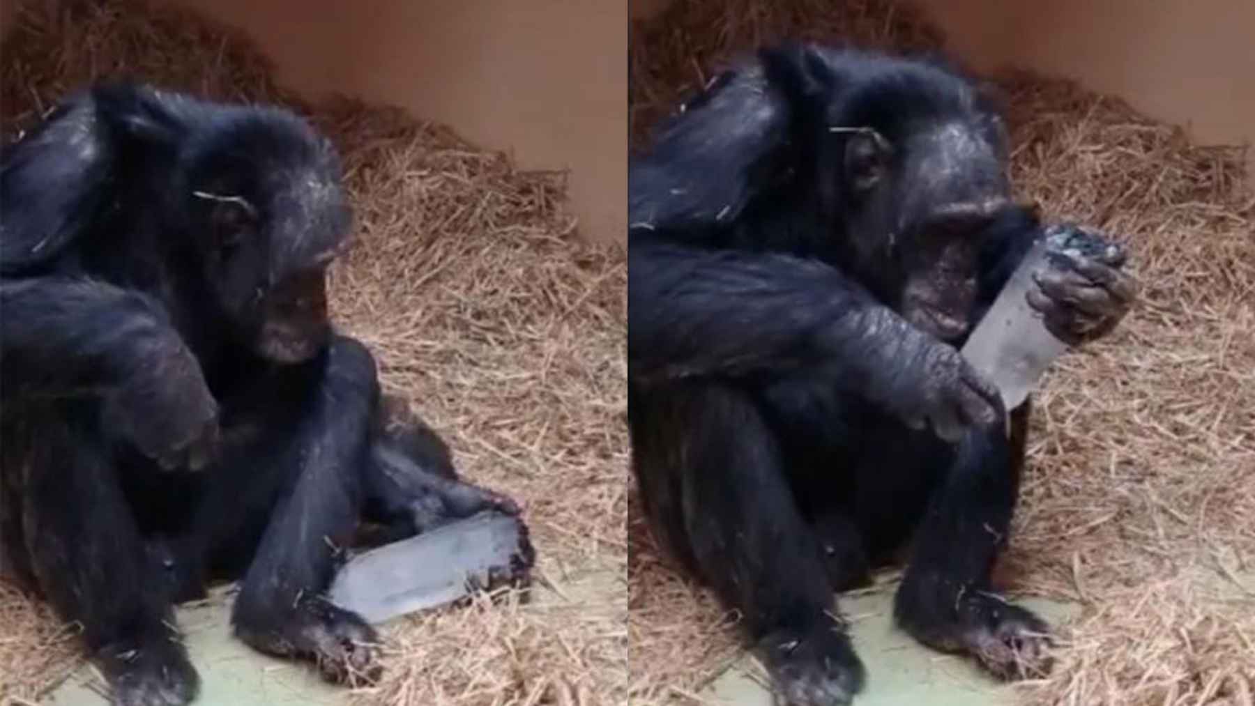 Chimpanzee examining a crystal object, reflecting observed attraction to geometric and transparent materials
