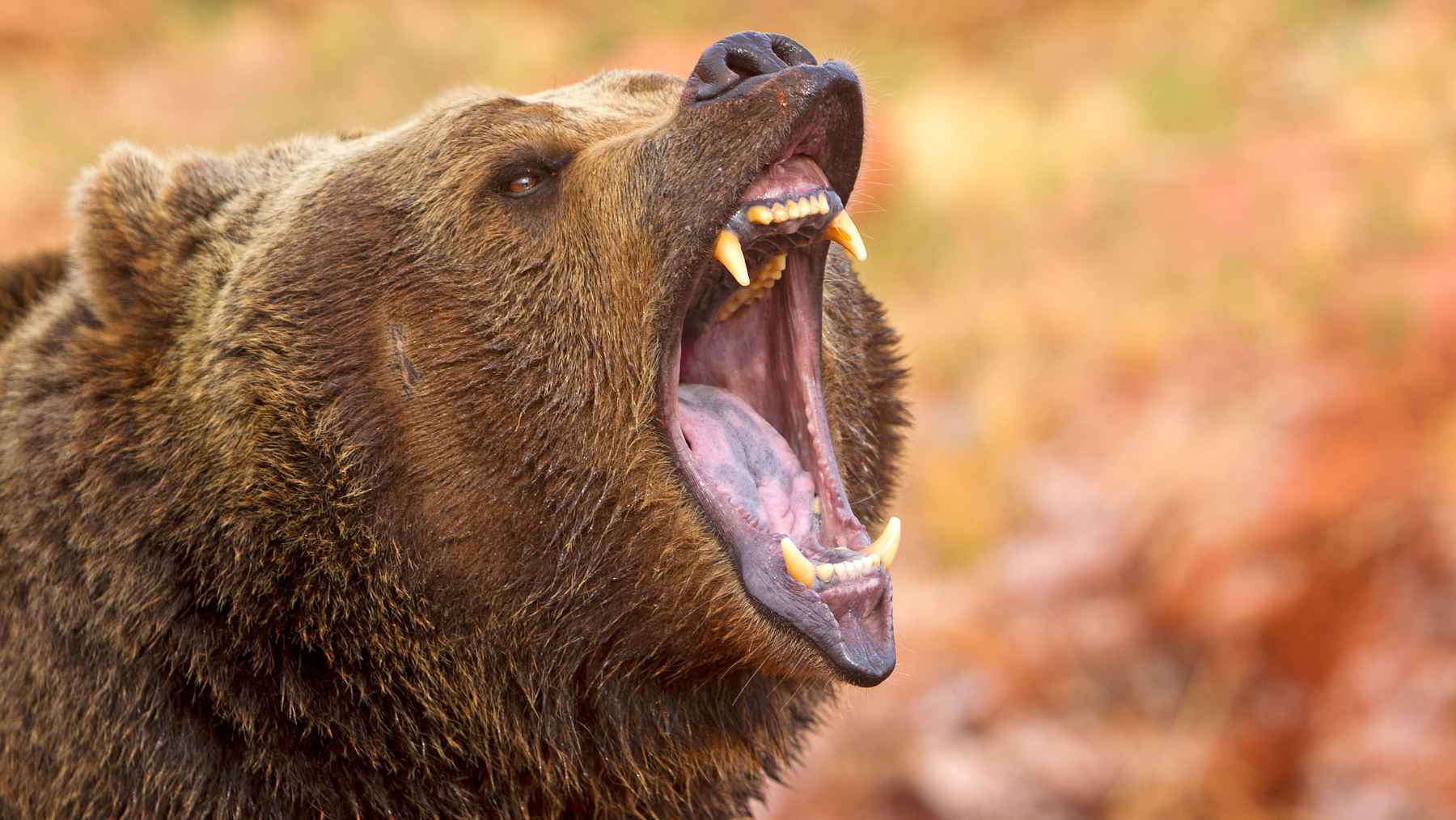 Roaring brown bear in close-up as scientists report climate change may push bears toward more plant-based diets