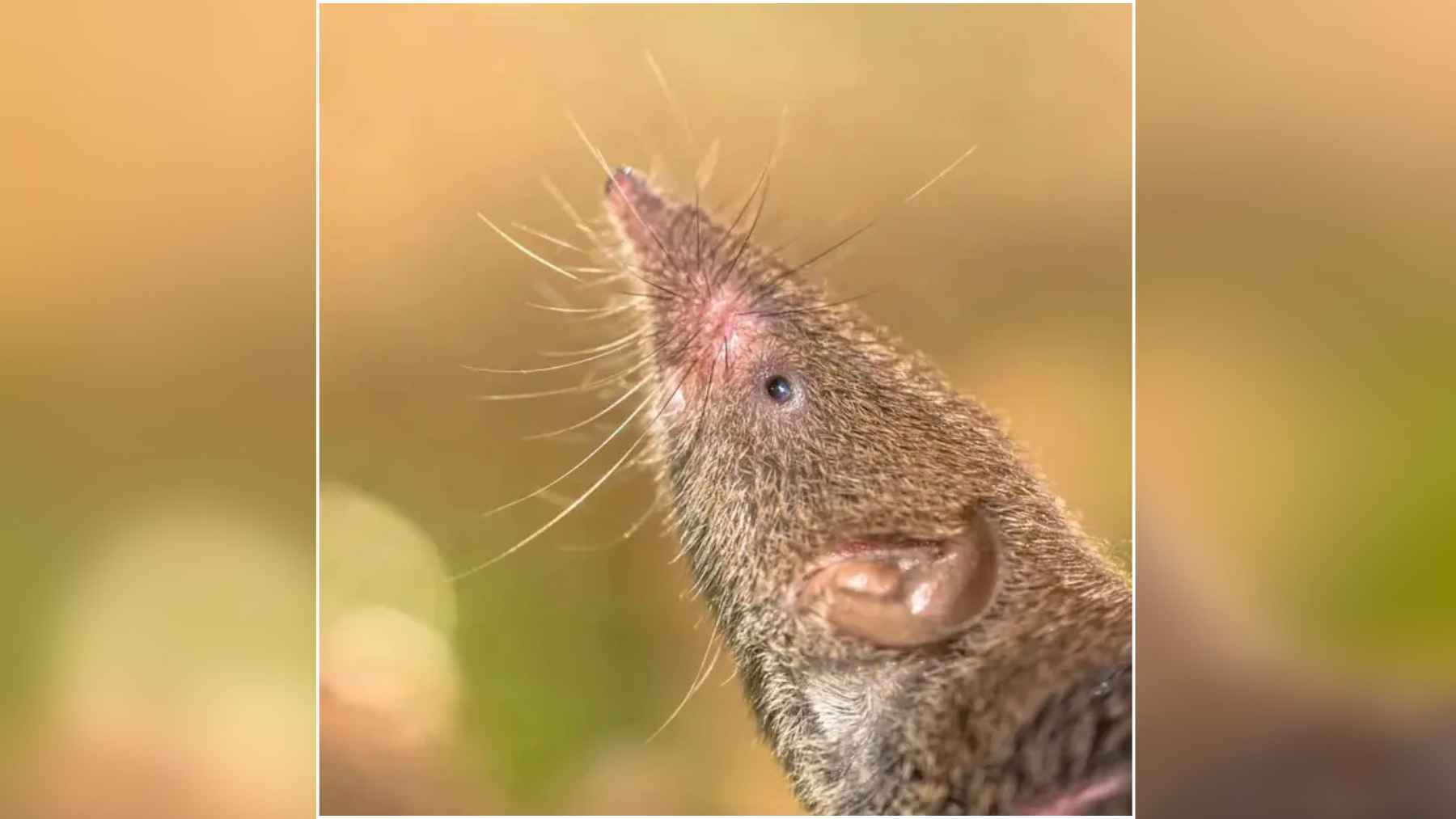 Close-up of a tiny dwarf shrew identified as a new 3-gram species, showing its pointed snout and small eye