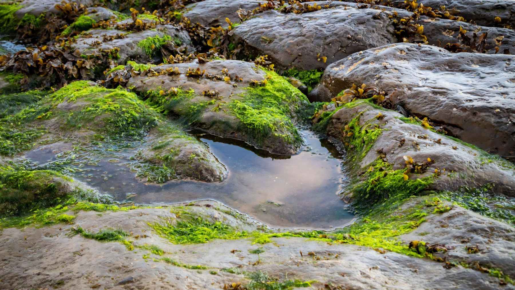 Dinosaur footprint fossil on the Isle of Skye, where Jurassic tracks have helped scientists study ancient dinosaur movement.