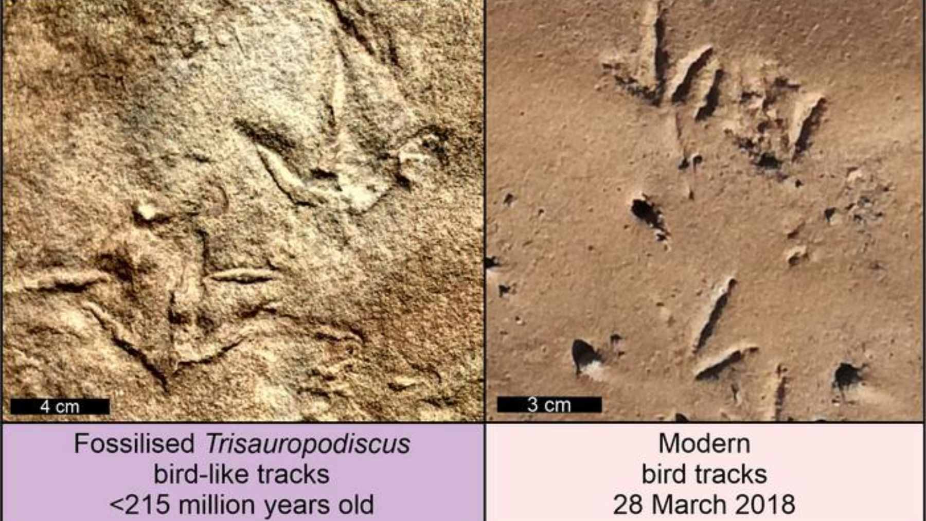 A side-by-side comparison of a fossilized three-toed dinosaur footprint and a digital 3D mesh analysis generated by the DinoTracker AI.
