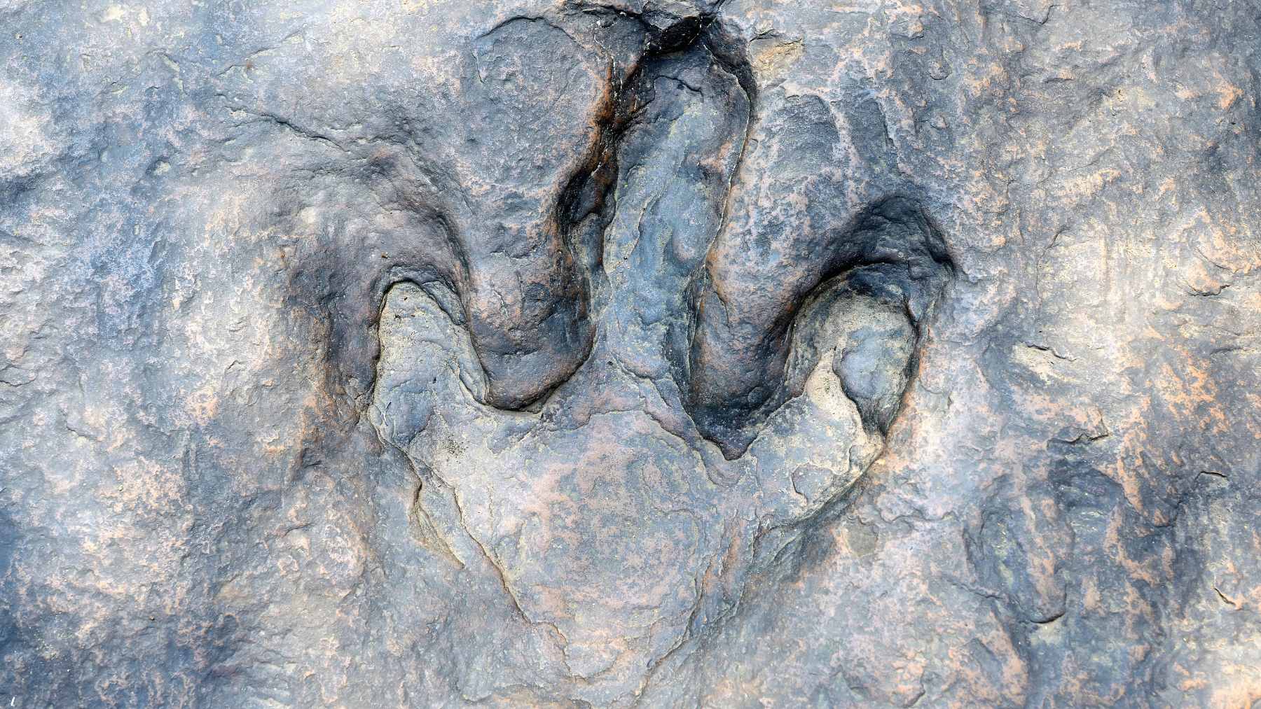 A side-by-side comparison of a fossilized three-toed dinosaur footprint and a digital 3D mesh analysis generated by the DinoTracker AI.