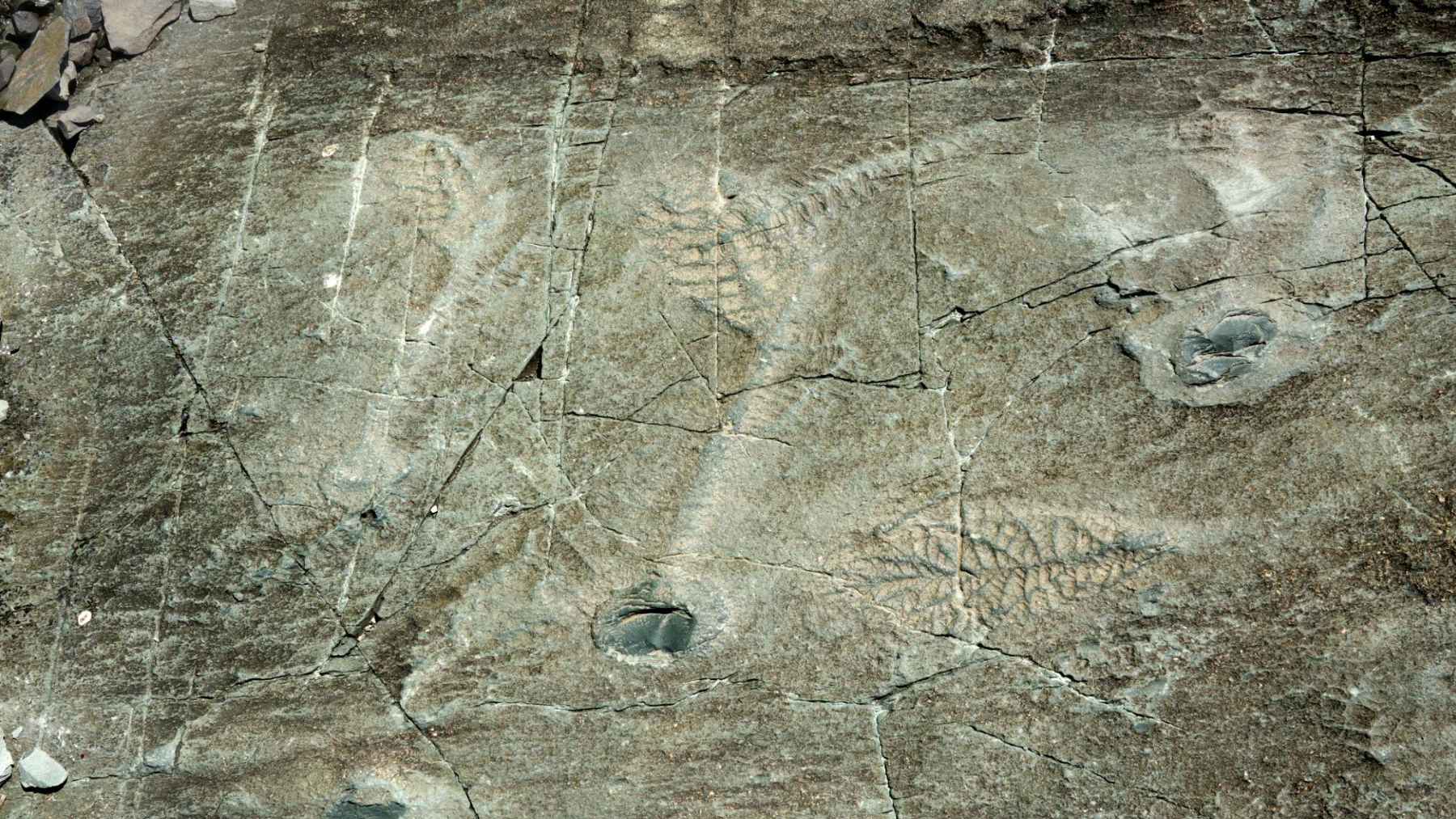 Ediacaran fossils preserved in rock at Mistaken Point in Newfoundland, linked to research on Earth’s first major animal extinction.