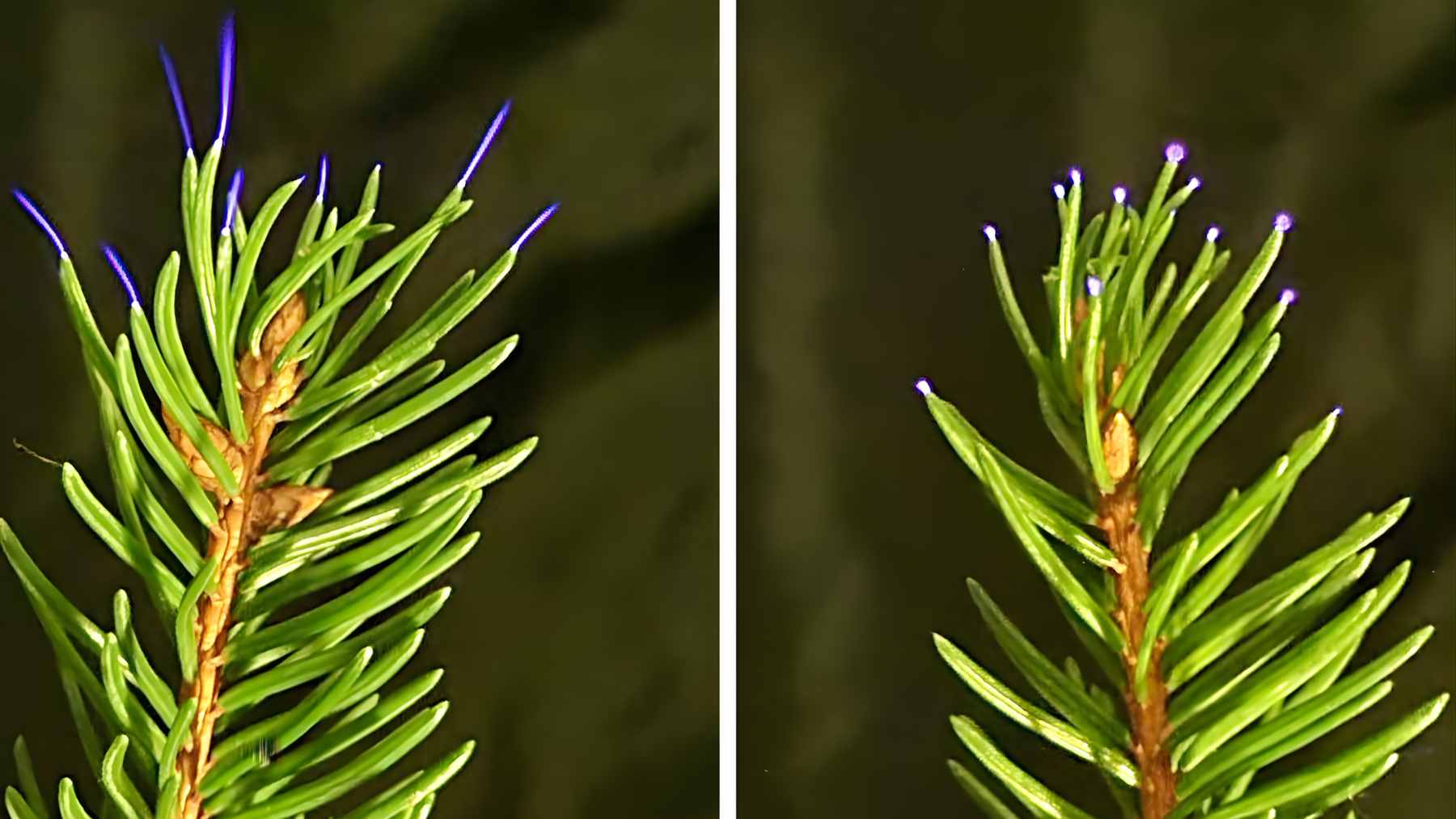 An ultraviolet camera capture showing faint electrical corona discharges glowing on the tips of sweetgum tree leaves during a thunderstorm.