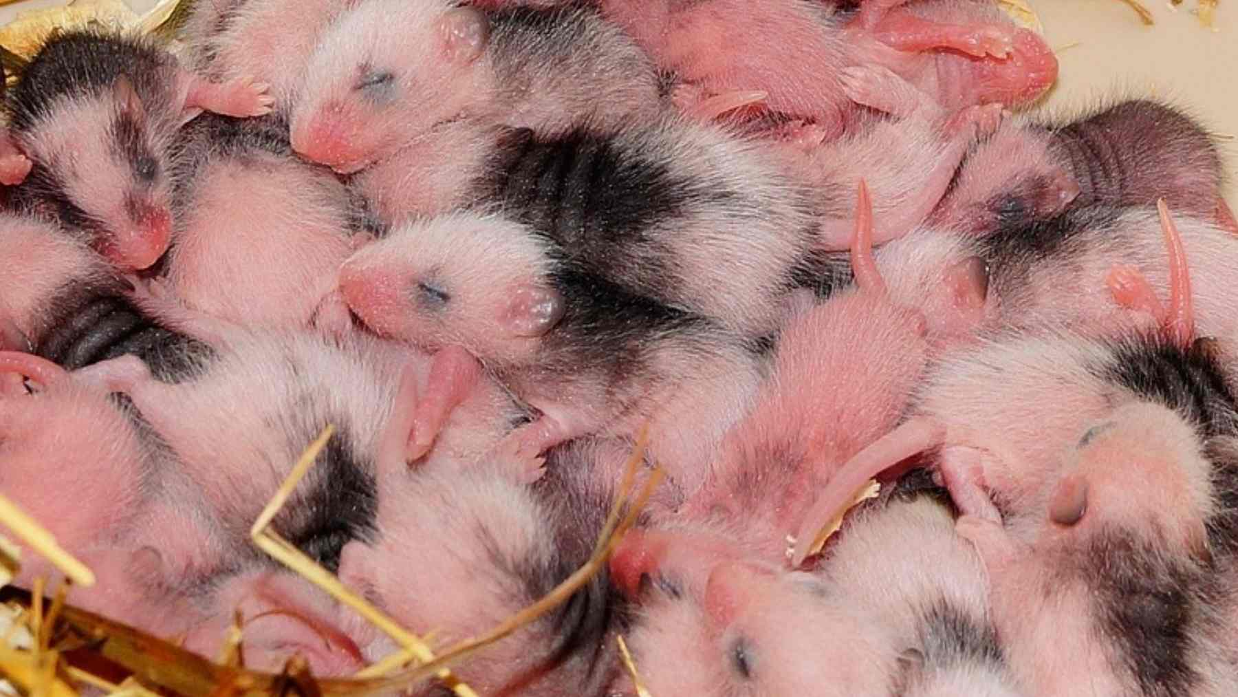 Scientists can't believe it: an experimental drug helped mice with advanced Alzheimer's disease regain their memory and ability to learn by restoring a key energy molecule in the brain