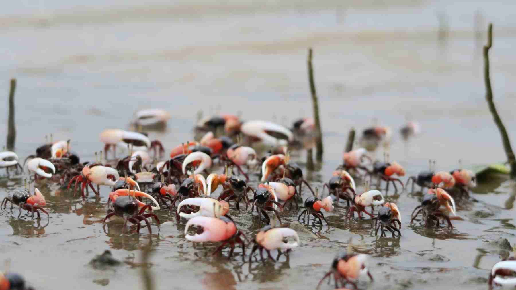 Fiddler crabs in Colombian mangroves where researchers found high microplastic accumulation