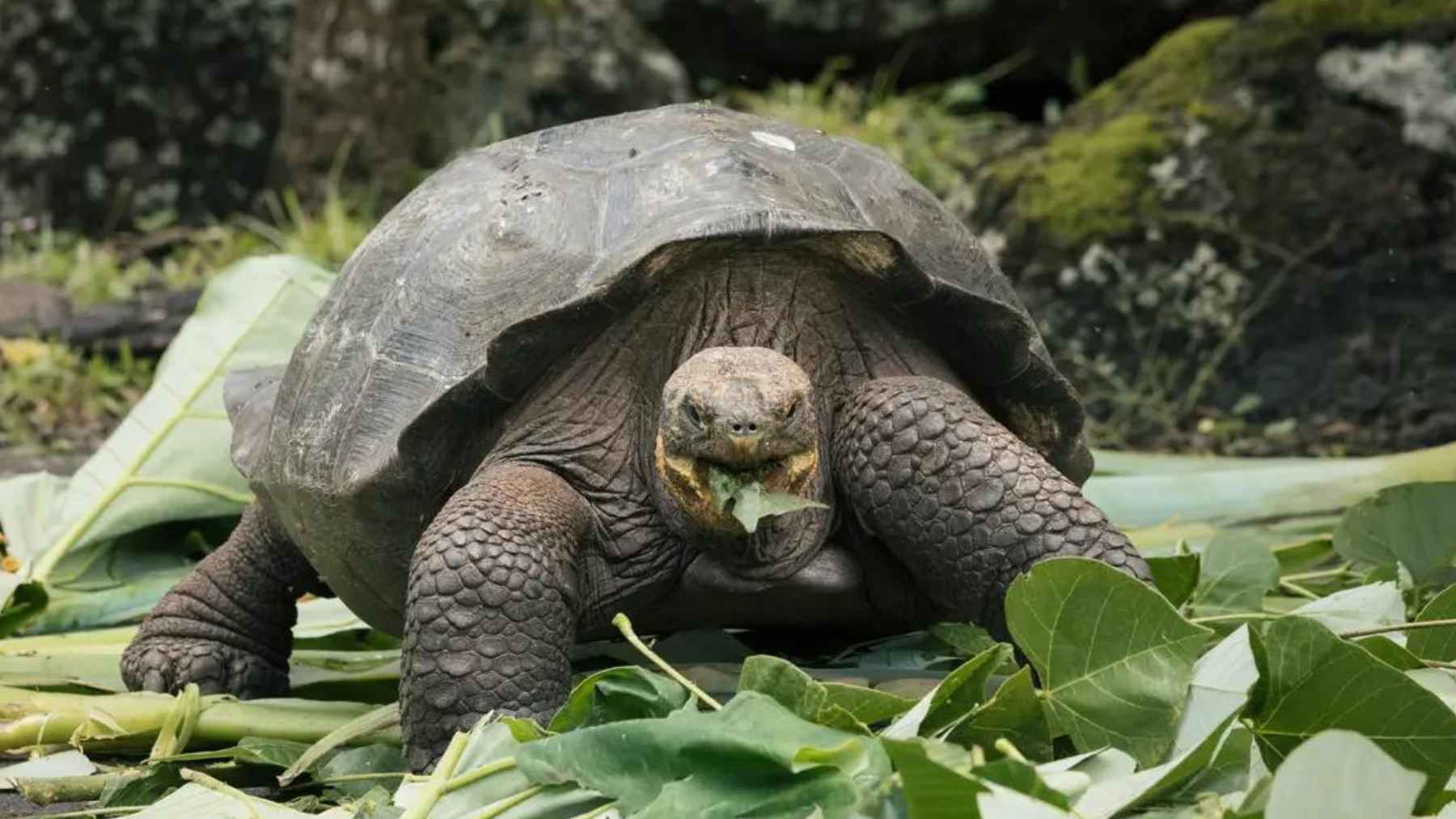Giant tortoise on Floreana Island in the Galápagos during a conservation effort to restore the native ecosystem.
