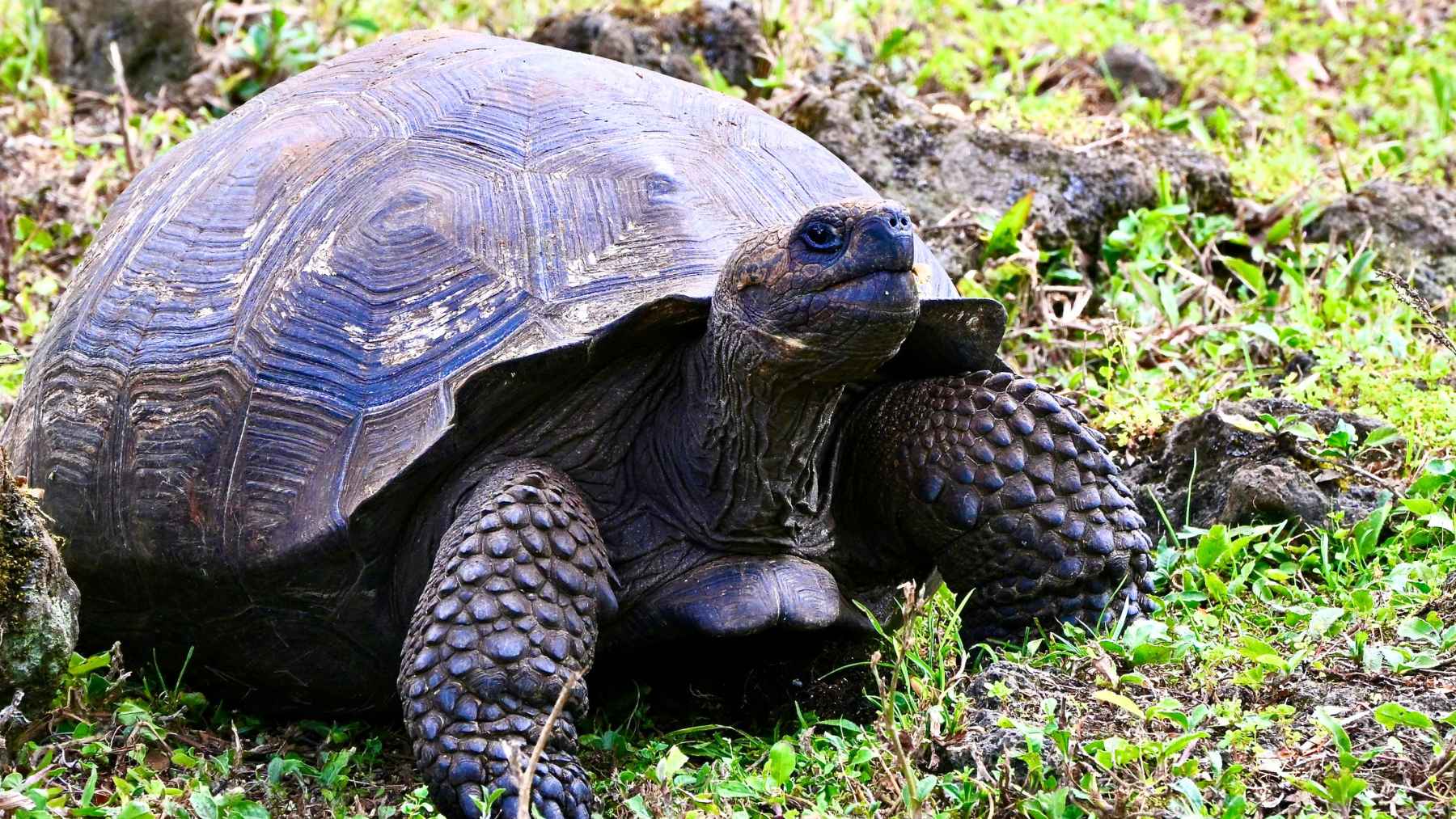Galápagos giant tortoise on grassy volcanic terrain in the Galápagos Islands