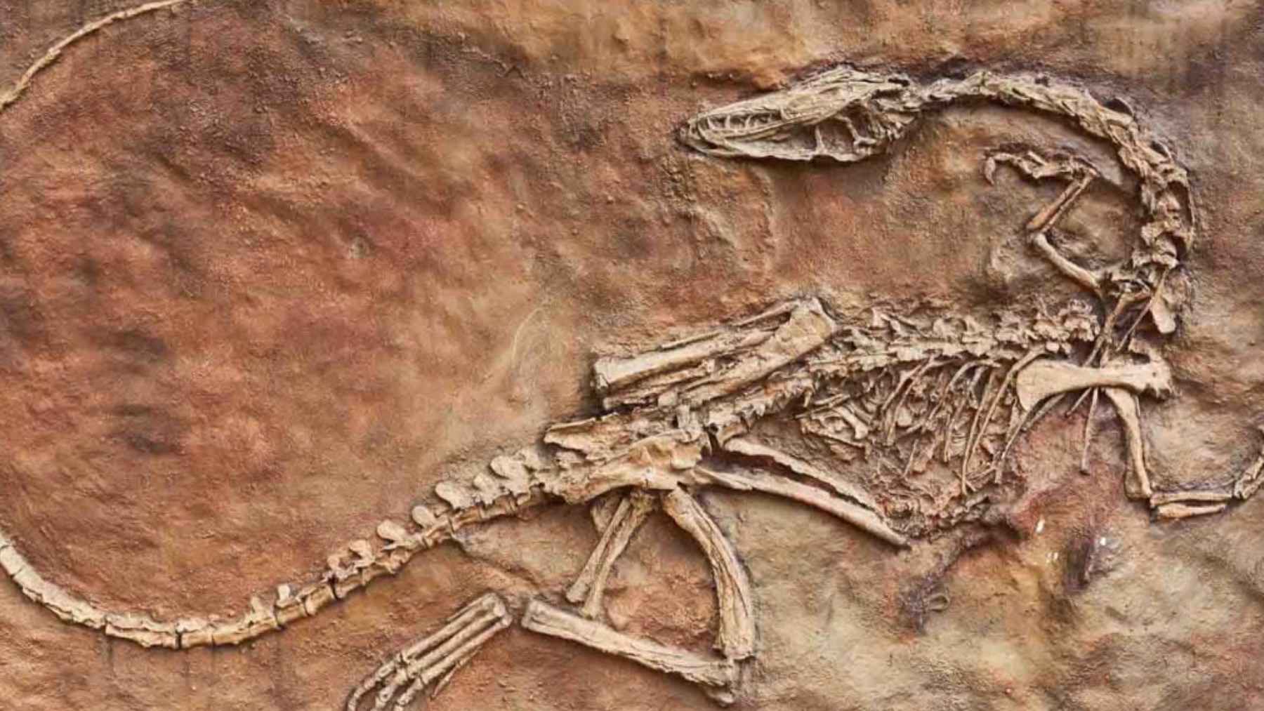 Fossil of the oldest known docodontan from Greenland, linked to Nujalikodon cassiopeiae and early mammal evolution