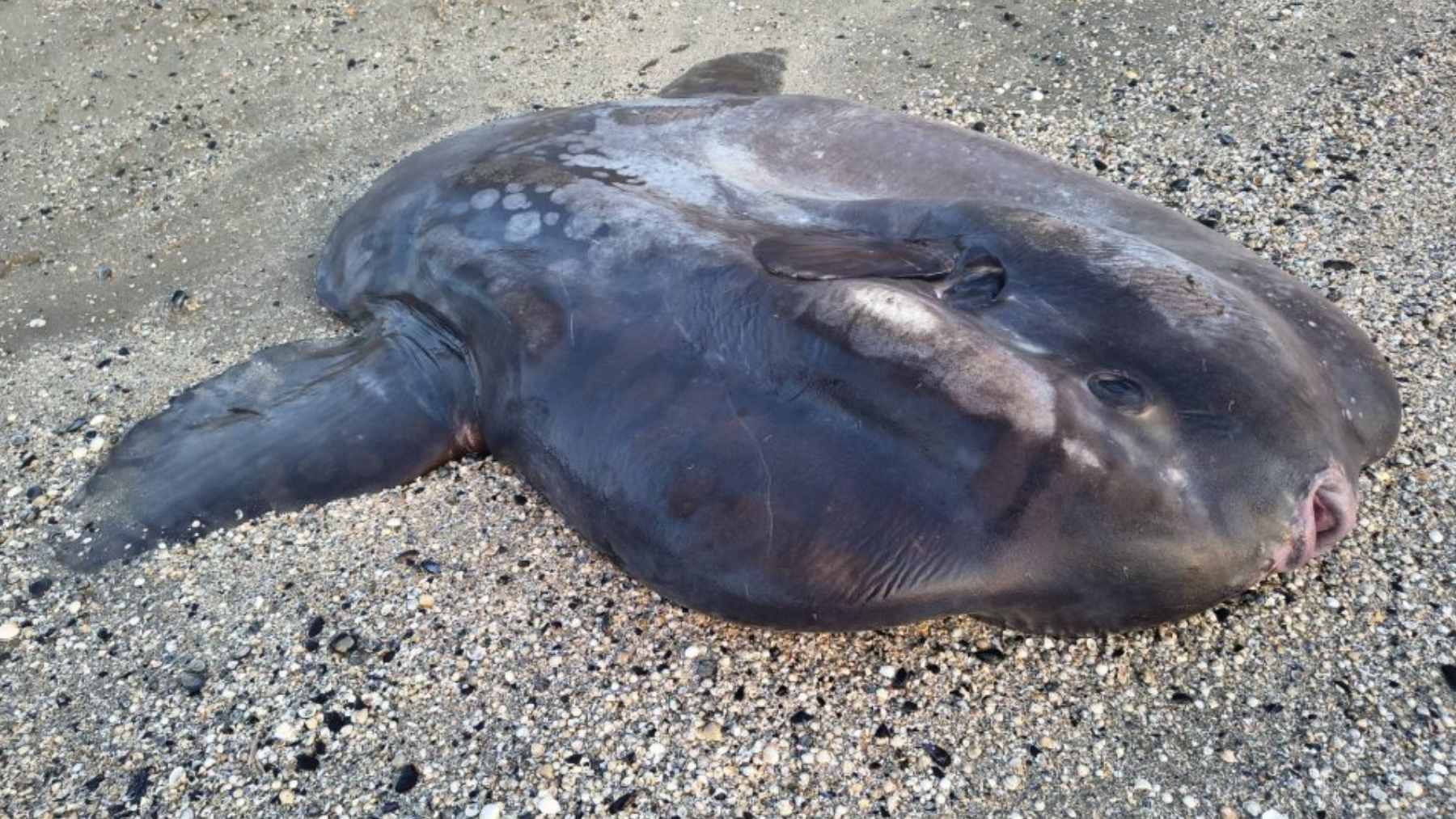 A massive 882-pound ocean sunfish washed ashore on the sandy beach of Marina di Ravenna, Italy.