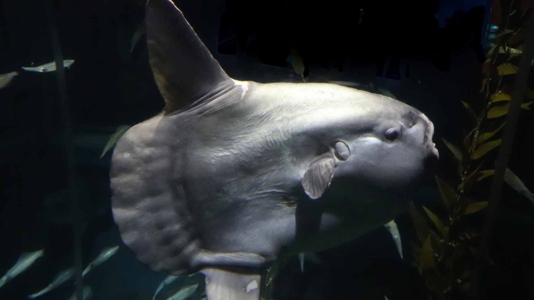 A huge ocean sunfish has washed up at Marina di Ravenna, and the appearance of this elusive creature on the Italian coast has turned a beaching into a biological mystery