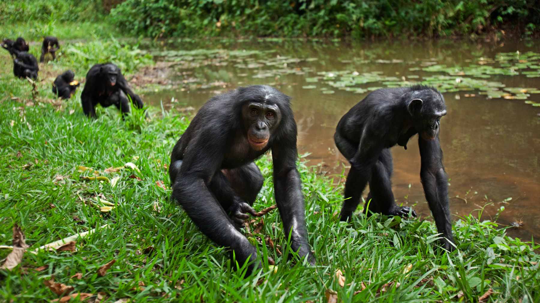 A female chimpanzee in the wild carefully using a modified stick as a tool to fish for termites in a mound.