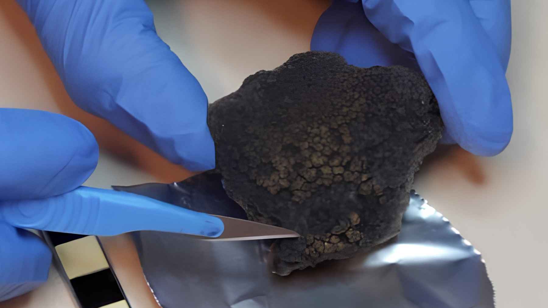 Prehistoric pottery with charred food residue showing evidence of ancient European hunter-gatherer meals with fish and wild plants