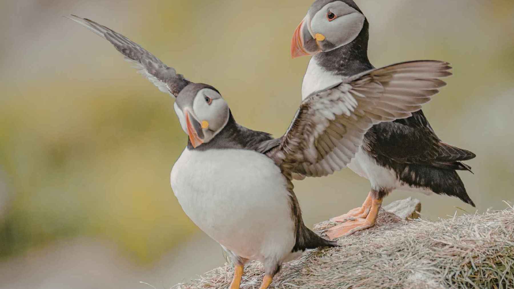 Two Atlantic puffins standing on a grassy cliff in Iceland with wings spread