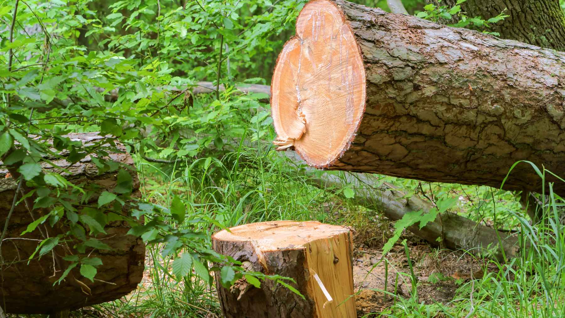 Freshly cut tree trunk and stump in a forest indicating illegal logging and unauthorized timber harvesting