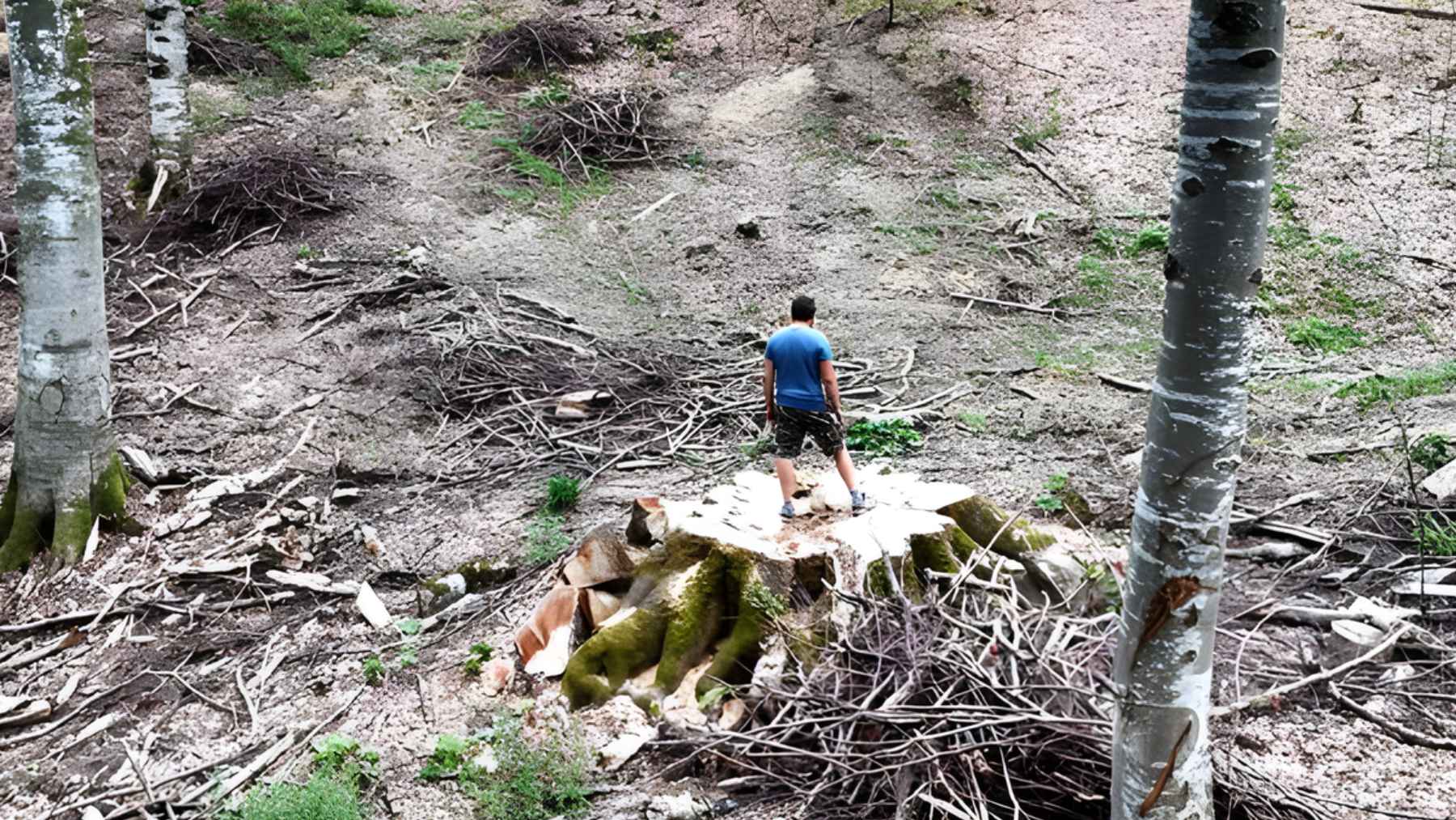 Freshly cut tree stumps in a forest linked to an illegal logging investigation involving unauthorized timber harvesting
