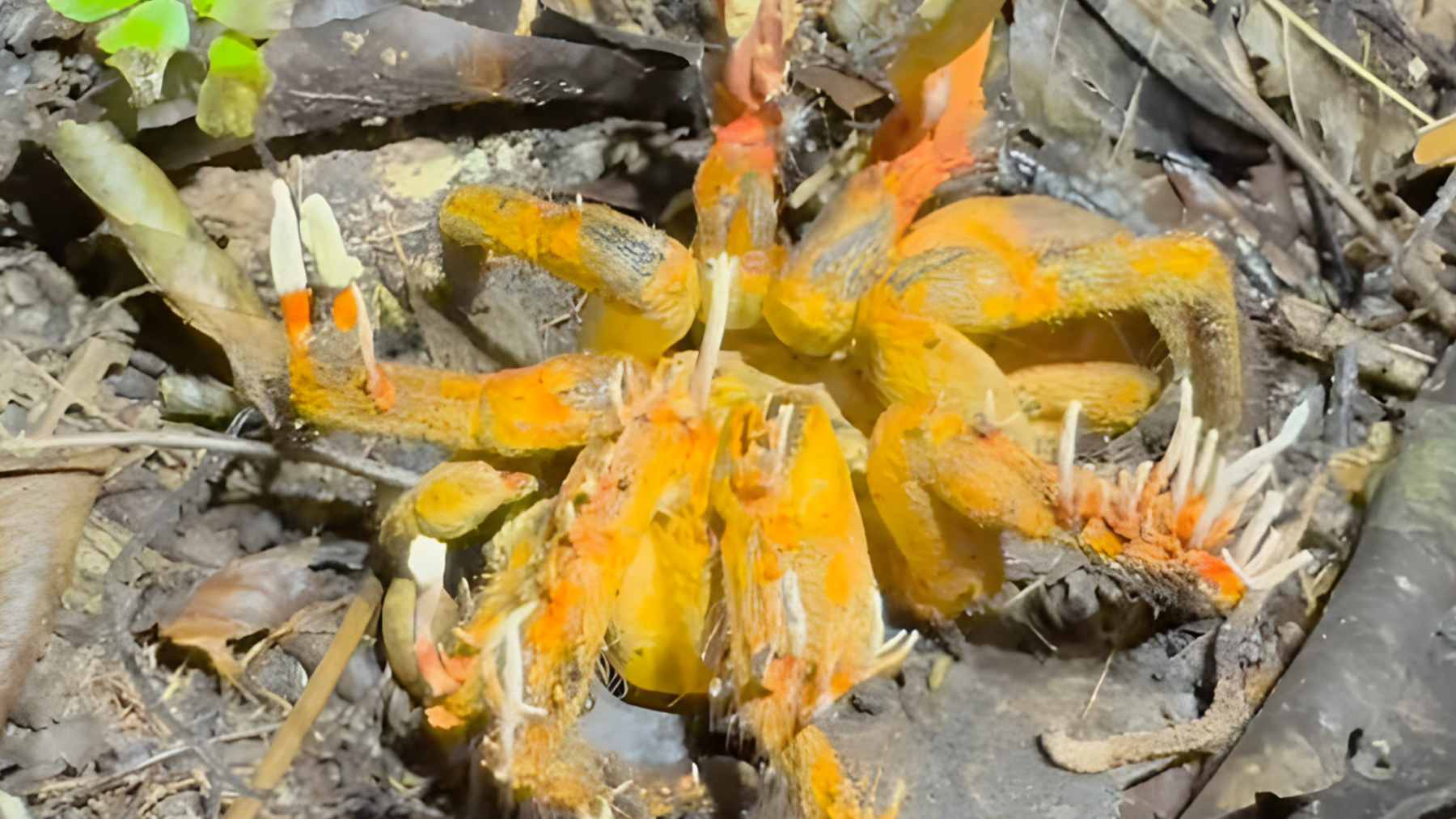 A close-up photograph of a giant Theraphosa blondii tarantula on the rainforest floor with orange Cordyceps fungal stalks erupting from its joints.