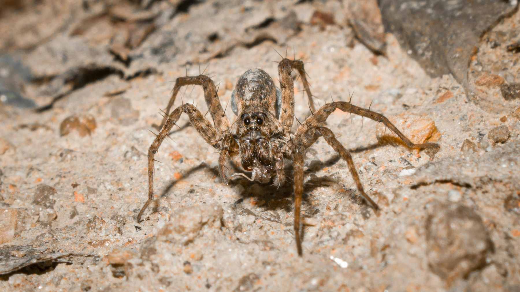 A close-up photograph of a giant Theraphosa blondii tarantula on the rainforest floor with orange Cordyceps fungal stalks erupting from its joints.
