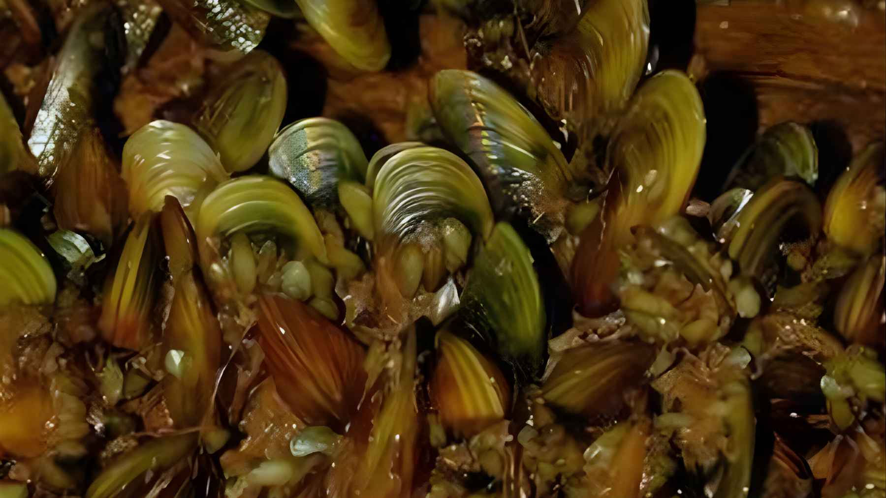 A $200,000 challenge targets invasive mussels in California as officials race to stop their spread through hidden boat water