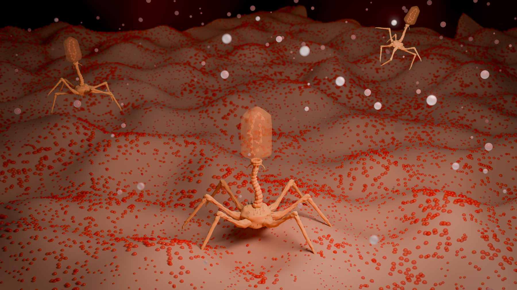 A high-resolution microscope image of T7 bacteriophages attacking an E. coli bacterium, representing the microgravity coevolution study.