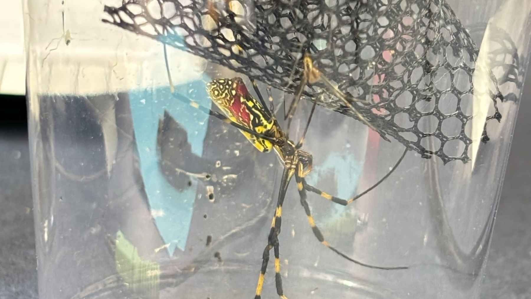 Close-up of a Joro spider inside a clear container, showing its yellow, red, and black markings