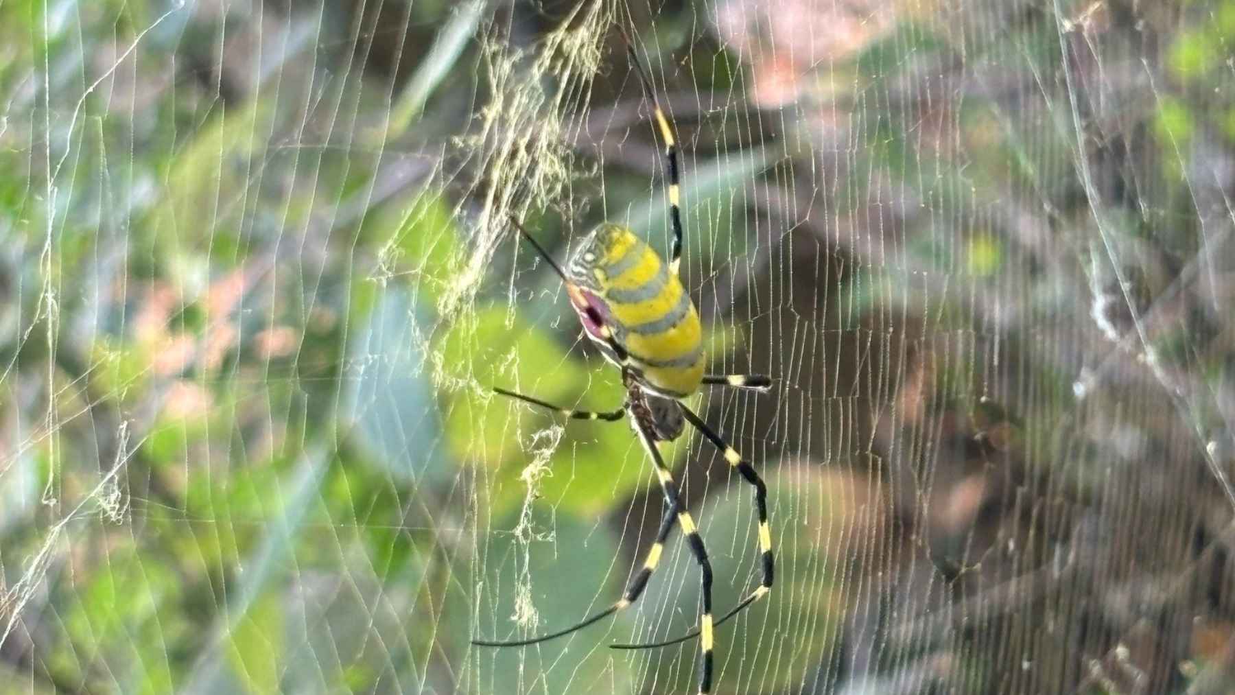 Joro spider with yellow and black markings hanging in its web in Great Smoky Mountains National Park
