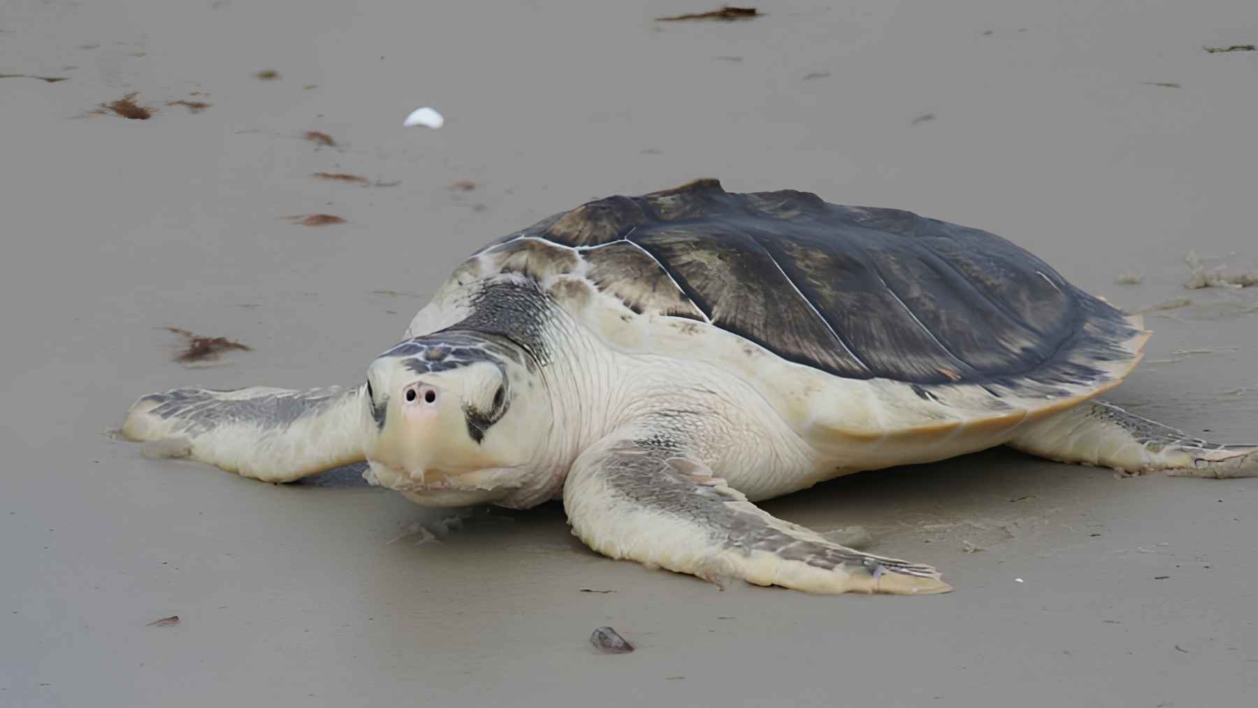 Kemp’s ridley sea turtle resting on a sandy beach near the water.