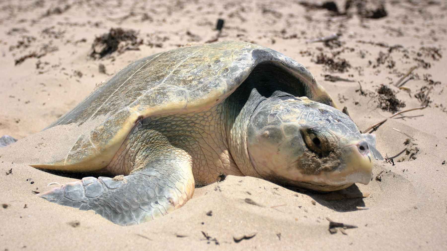 Kemp’s ridley sea turtles moving across the sand on Padre Island National Seashore.