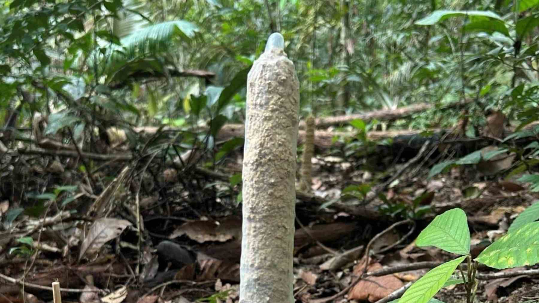 For years, no one knew what those strange clay “chimneys” protruding from the ground in the Amazon were for, until a study published on February 23, 2026, came up with an answer that was as simple as it was brilliant