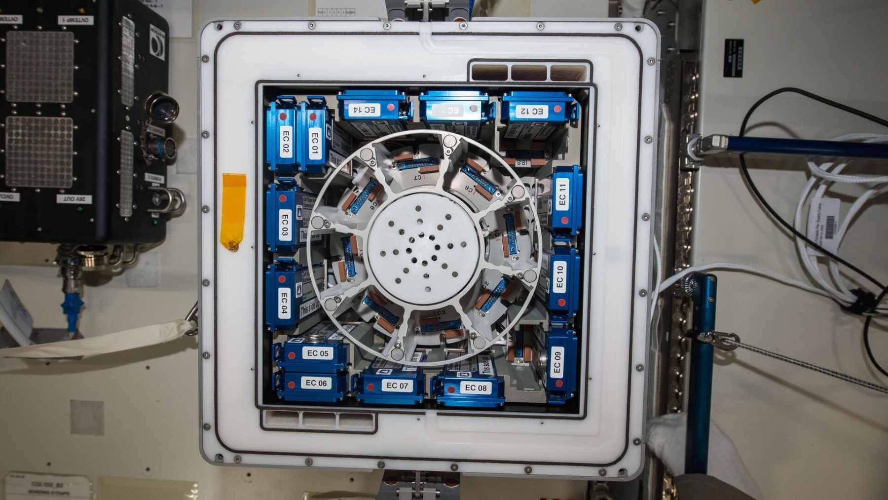 A small, transparent container holding a fragment of meteorite covered in a microscopic fungal network, floating in a laboratory setting.
