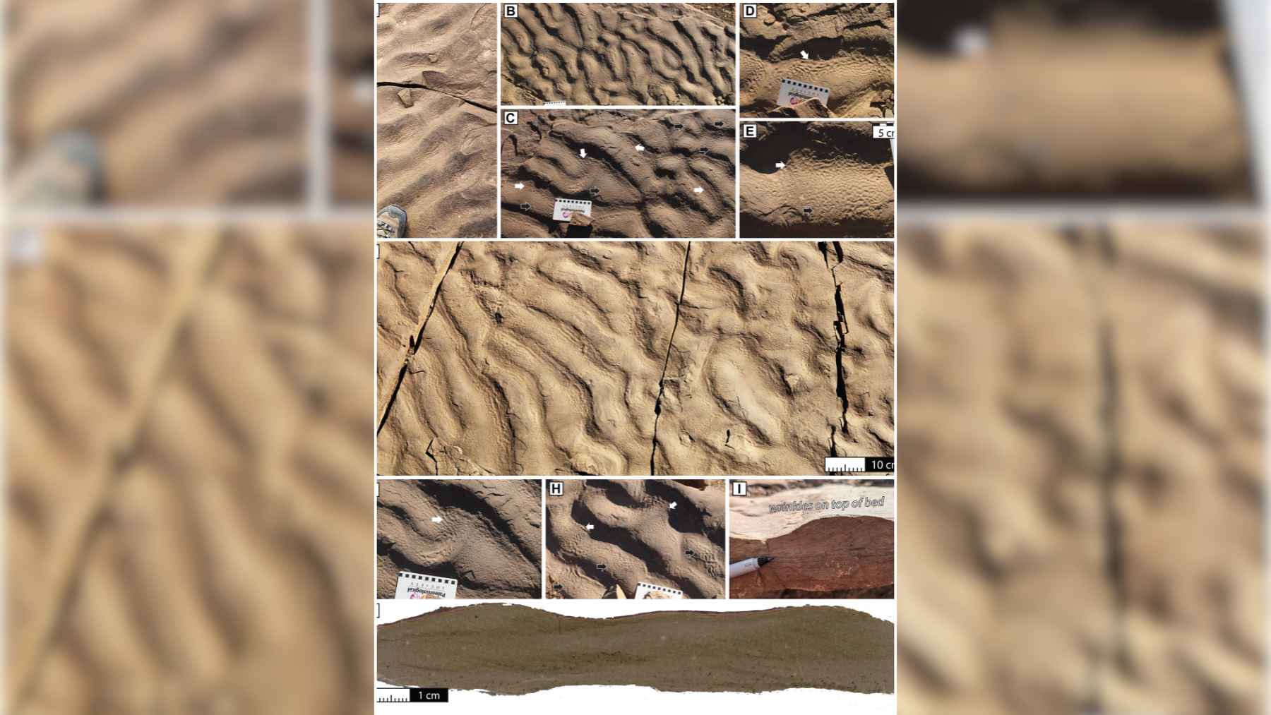 Close-up of ancient wrinkle structures preserved in rock from Morocco.