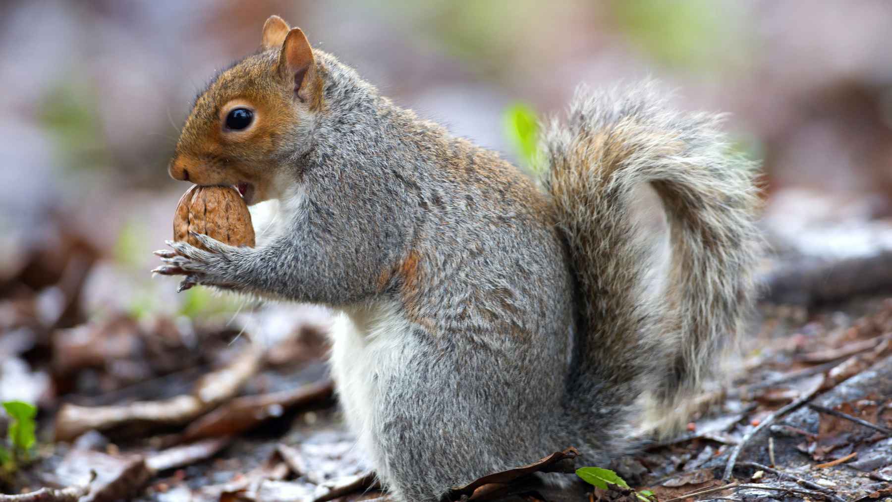 Pocket gopher digging in volcanic soil at Mount St. Helens, linked to long-term ecosystem recovery after the 1980 eruption