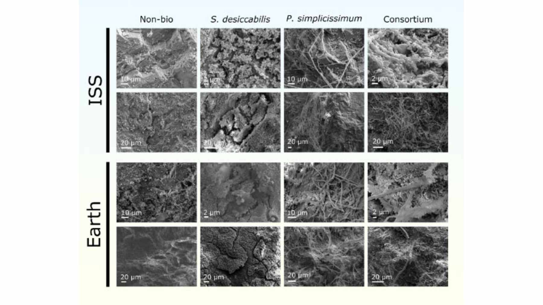 A close-up view of microscopic fungus cultures growing on a dark, rough meteorite fragment inside a laboratory setting.