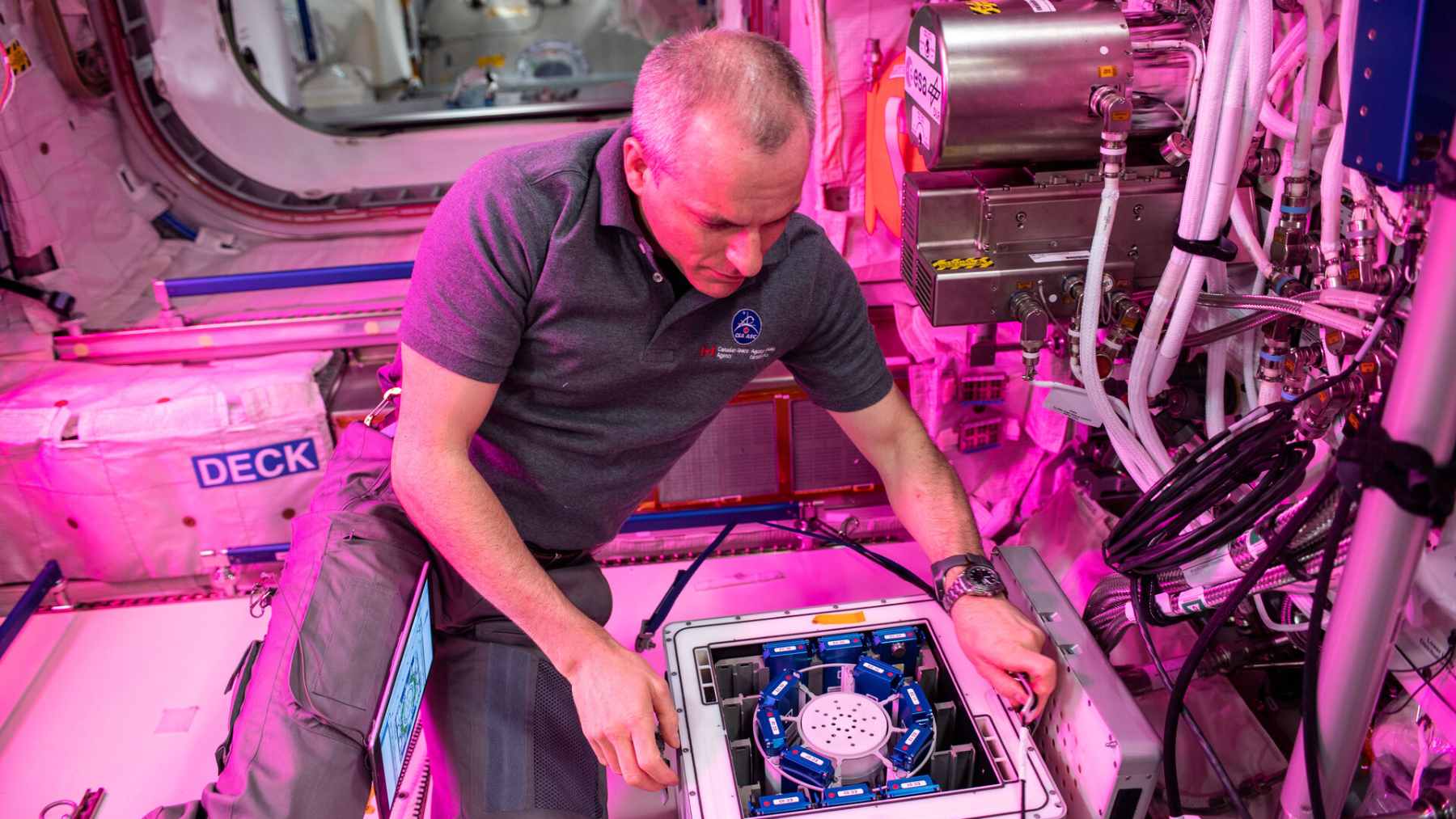 ECOnews 1 A close-up view of microscopic fungus cultures growing on a dark, rough meteorite fragment inside a laboratory setting.