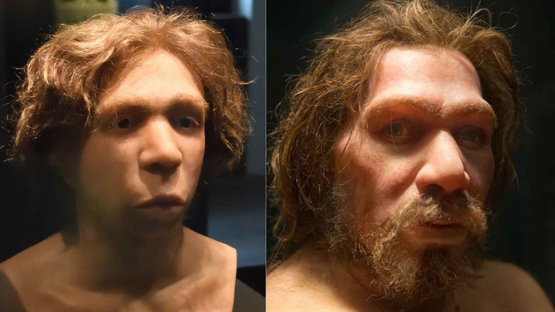 Illustration of human and Neanderthal DNA comparison highlighting missing segments on the X chromosome