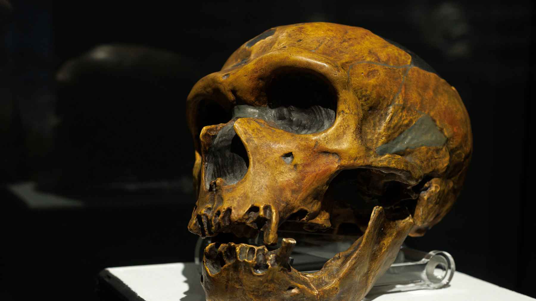 Reconstruction of a Neanderthal male and a Homo sapiens female illustrating interbreeding patterns suggested by genetic research