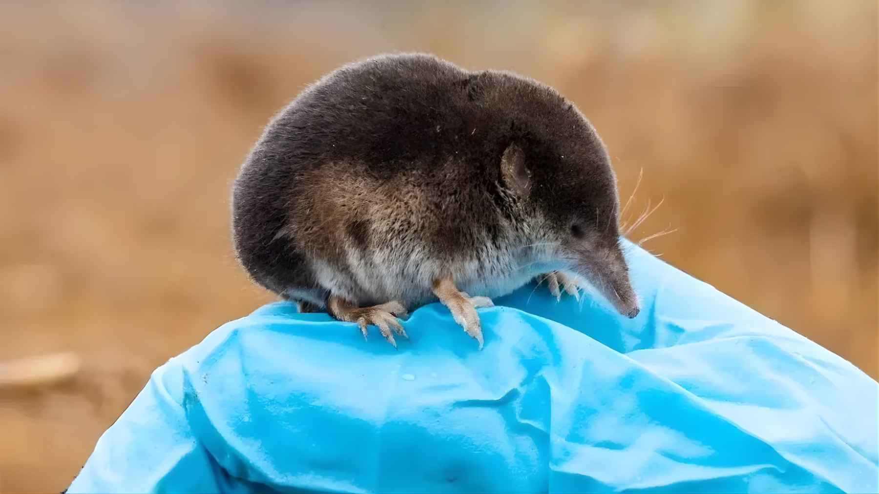 Tiny dwarf shrew perched on a blue gloved hand after being identified as a new 3-gram species in Ethiopia