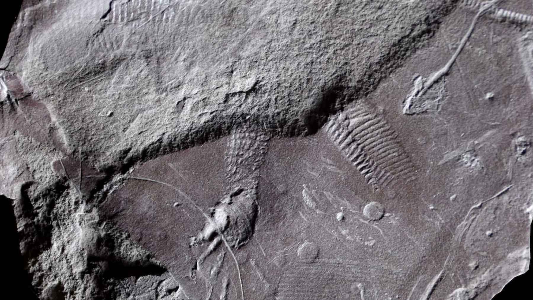 Fossilized reptile skin impression with visible scale patterns from the Early Permian discovered in Germany