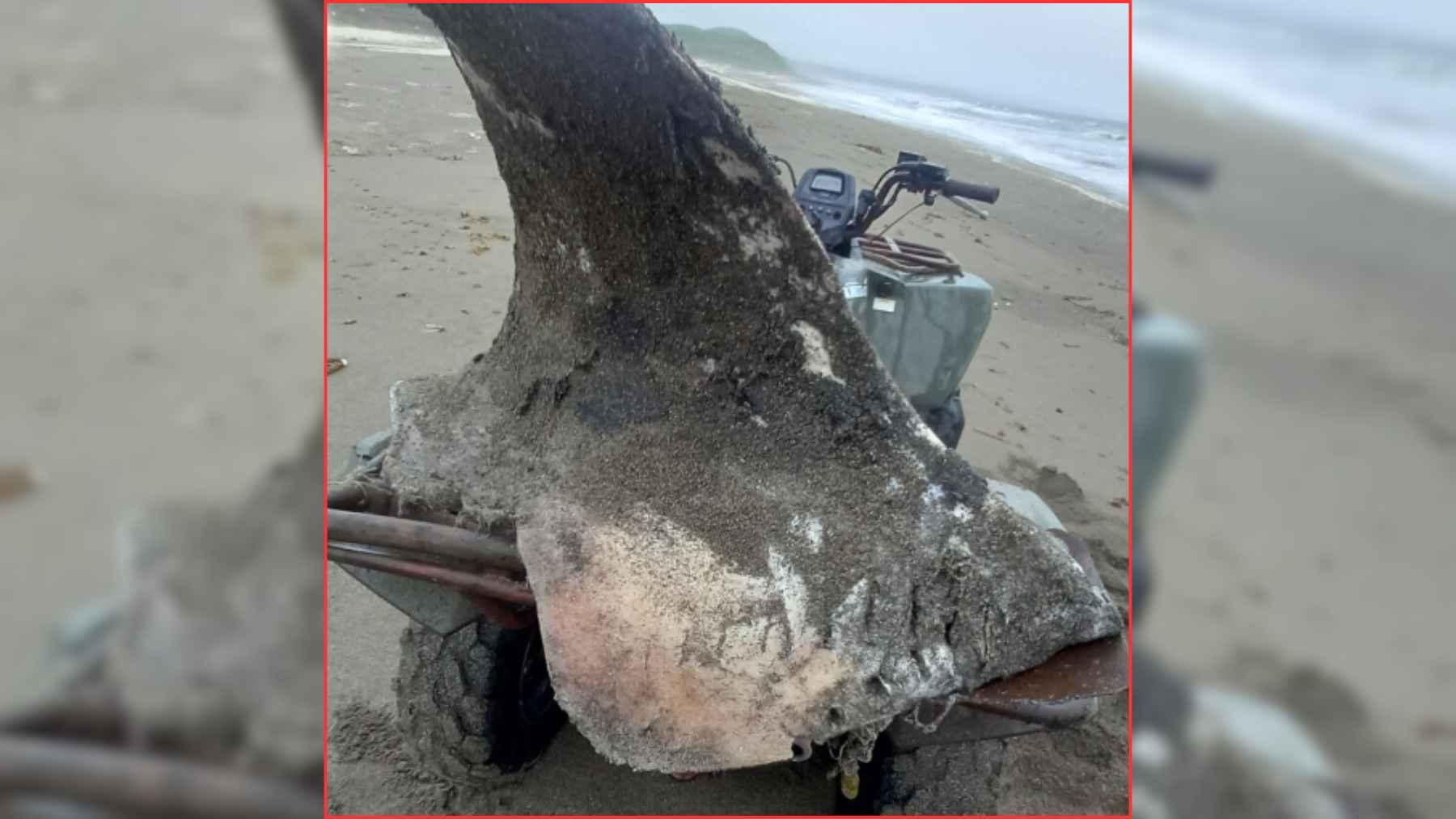 Severed killer whale dorsal fin found on a beach on Bering Island in Russia