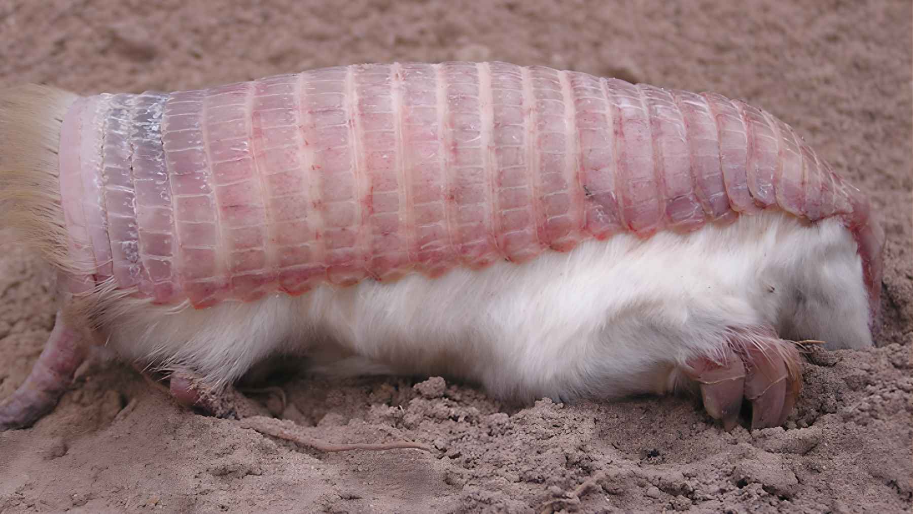 Pink fairy armadillo partially emerging from sandy soil in Mendoza reserve