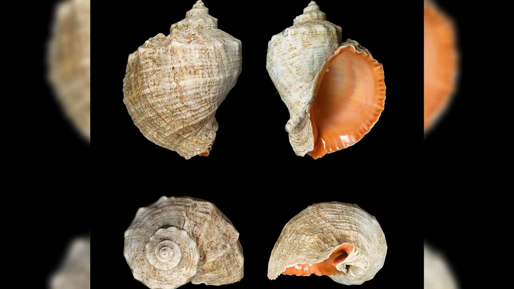 A large Rapana venosa sea snail resting on the ocean floor next to a bed of wild oysters.
